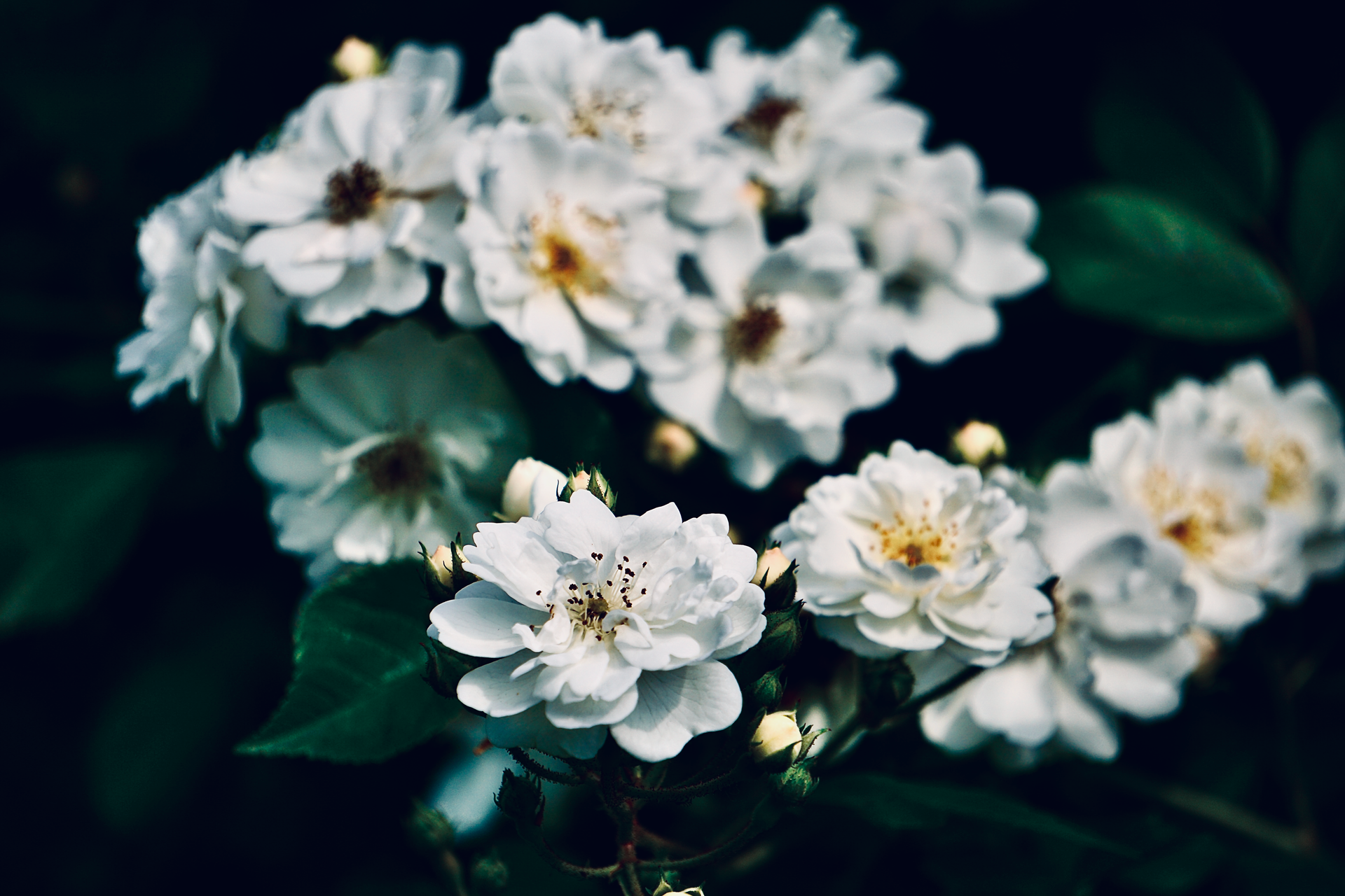 Beautiful close-up of blooming white camellia flowers in a garden during spring.