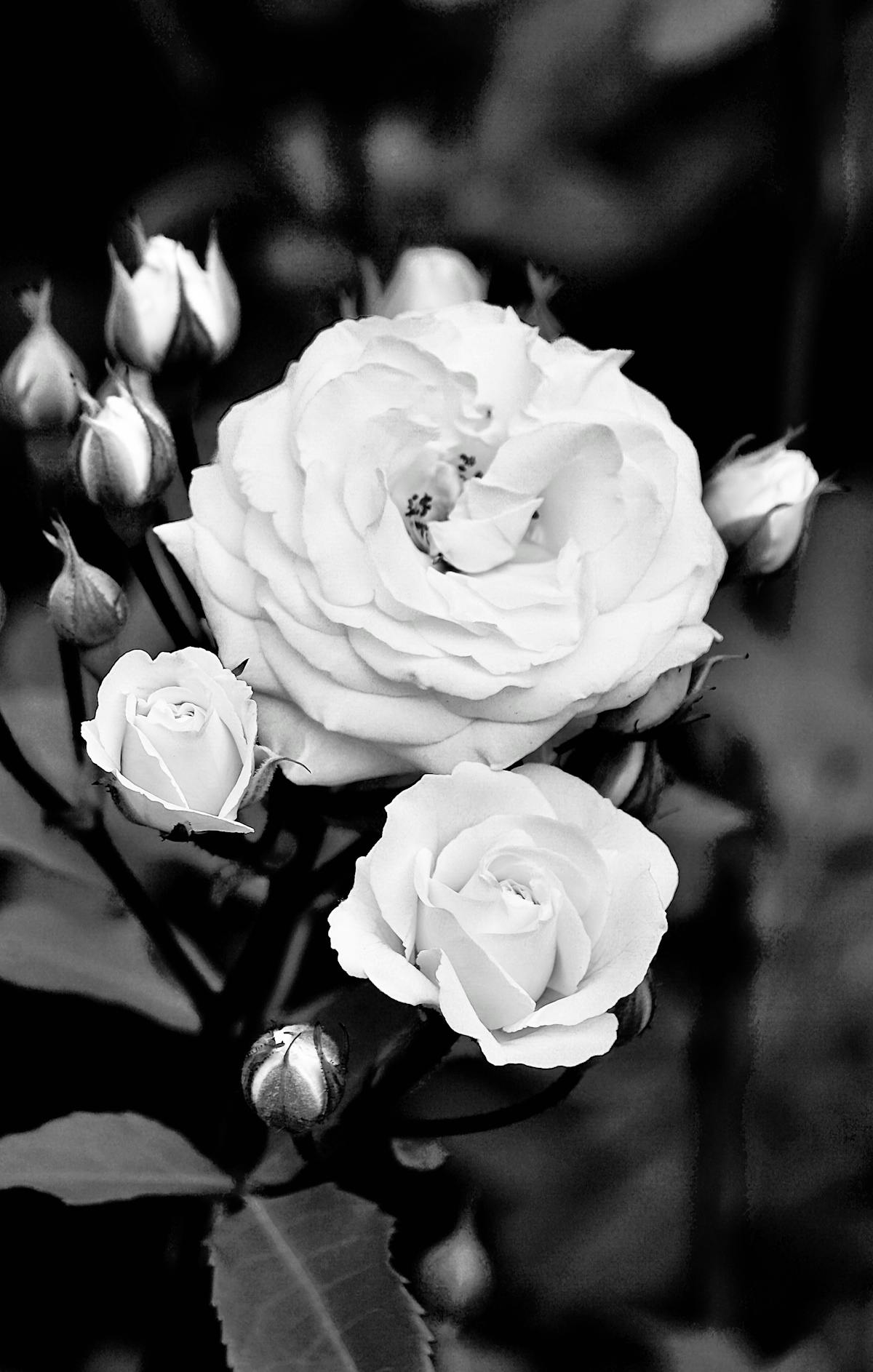 Standard Roses Photos, Download The BEST Free Standard Roses Stock