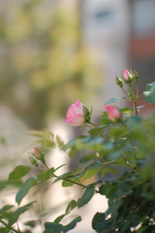 Rose with Bush