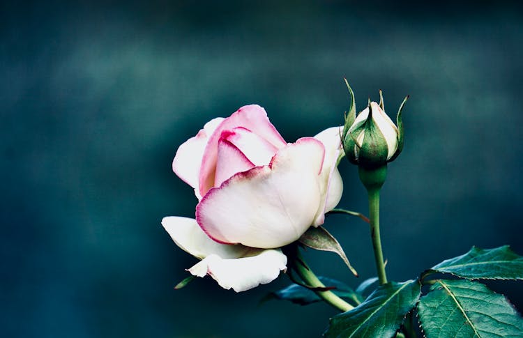 Close Up Of Rose Flower