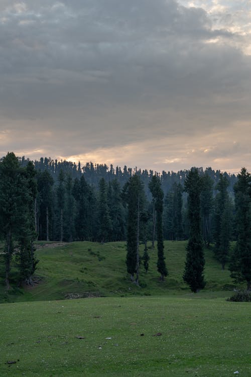 Foto d'estoc gratuïta de arbres, bosc, capvespre