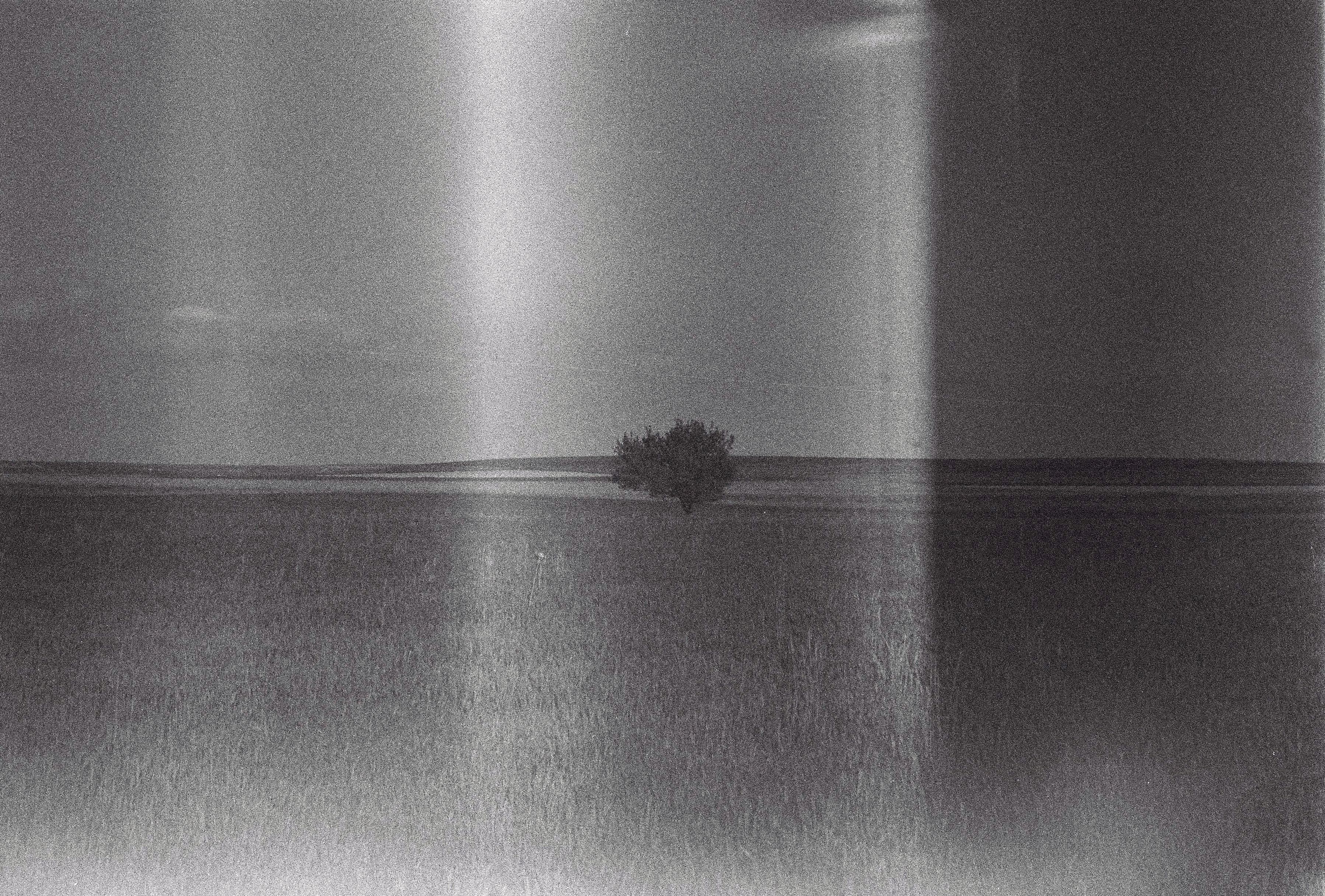 A solitary tree stands in the middle of a vast field, captured in black and white film.
