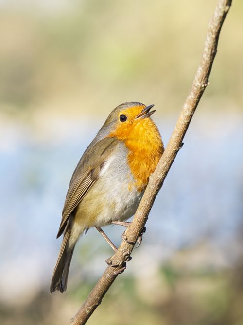 Free Charming European robin perched on a twig, captured in a natural outdoor setting. Stock Photo
