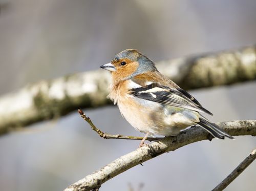 Free Close-up of a colorful chaffinch bird perched on a branch, showcasing its natural beauty. Stock Photo