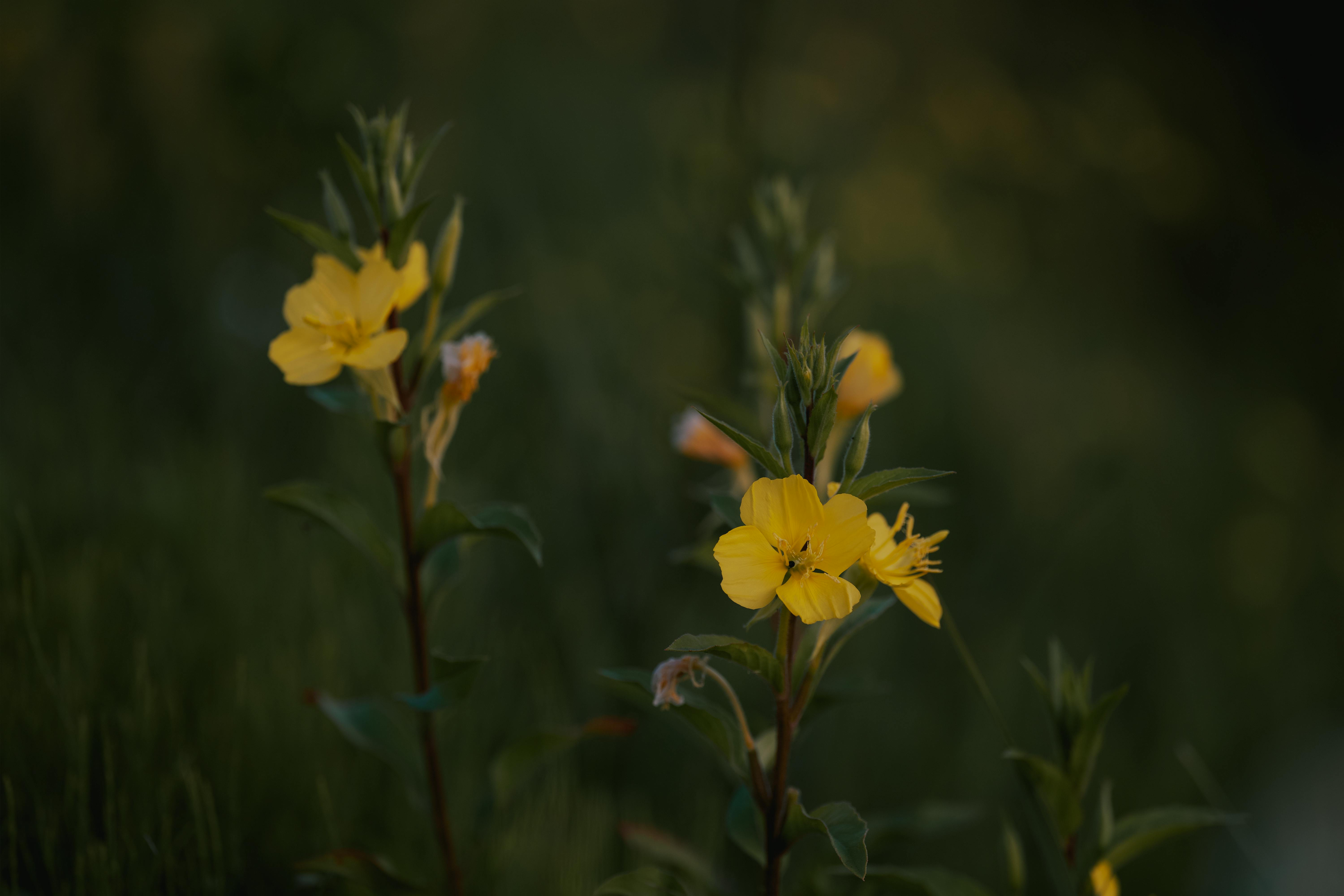 Yellow wildflower · Free Stock Photo