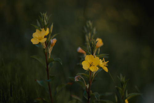 Free Close-up of blooming yellow evening primrose in a dark green meadow setting. Stock Photo