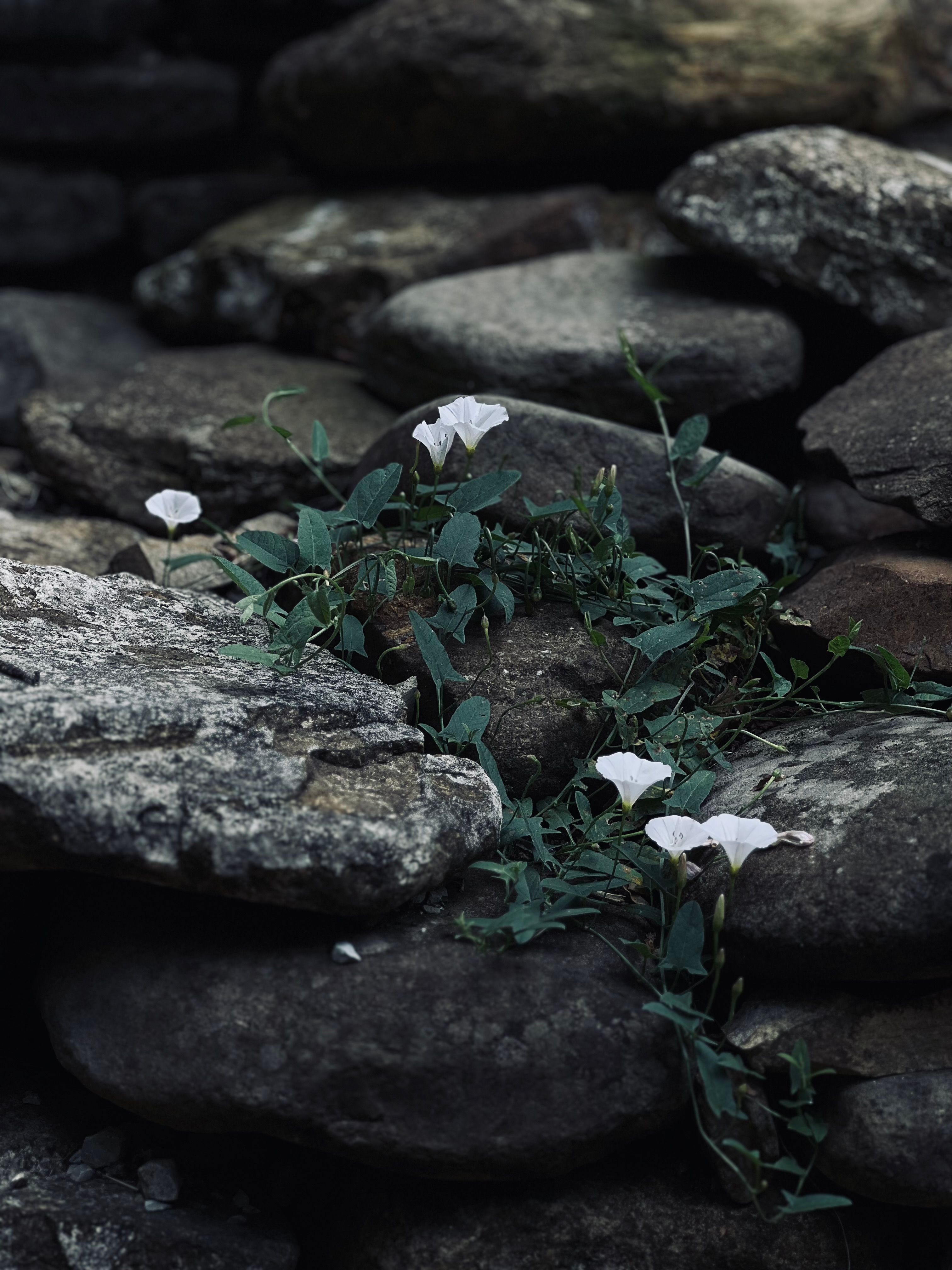 Plants on Stones on Ground · Free Stock Photo
