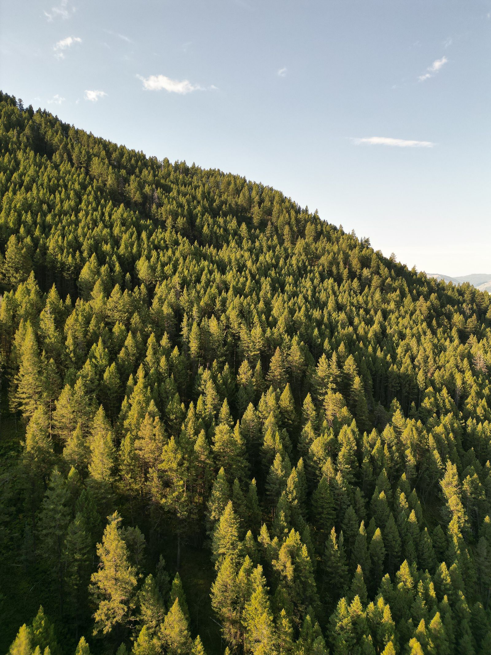 Forest Penthouse Photos, Download The BEST Free Forest Penthouse Stock ...