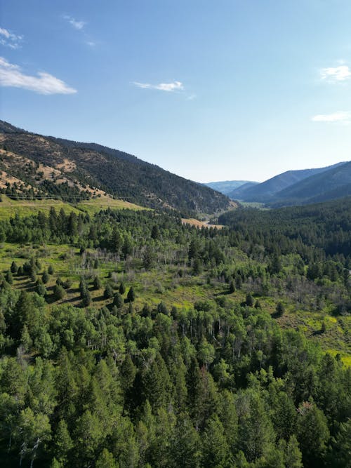 Conifers on Hillside in Birds Eye View