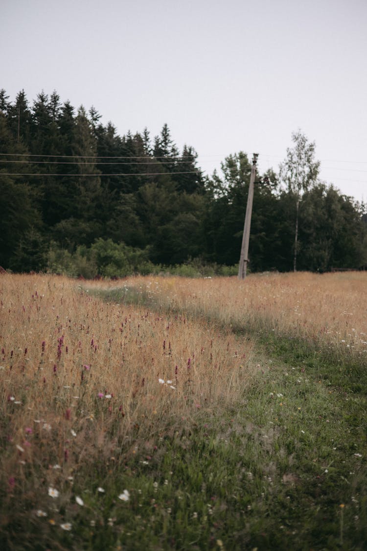 Power Lines On Meadow Near Forest