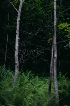 Dark and serene forest with tall trees and lush ferns create a moody atmosphere.