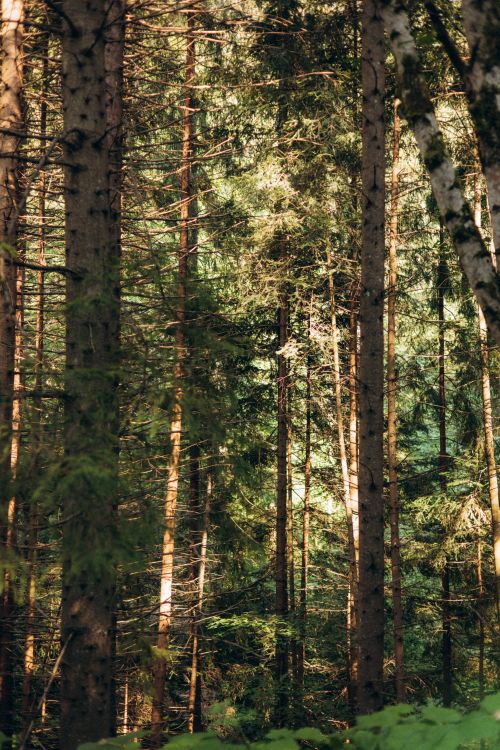 Free A lush green forest scene featuring tall pine trees bathed in natural sunlight, creating a serene nature setting. Stock Photo