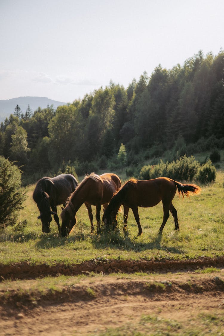 Horses Near Forest