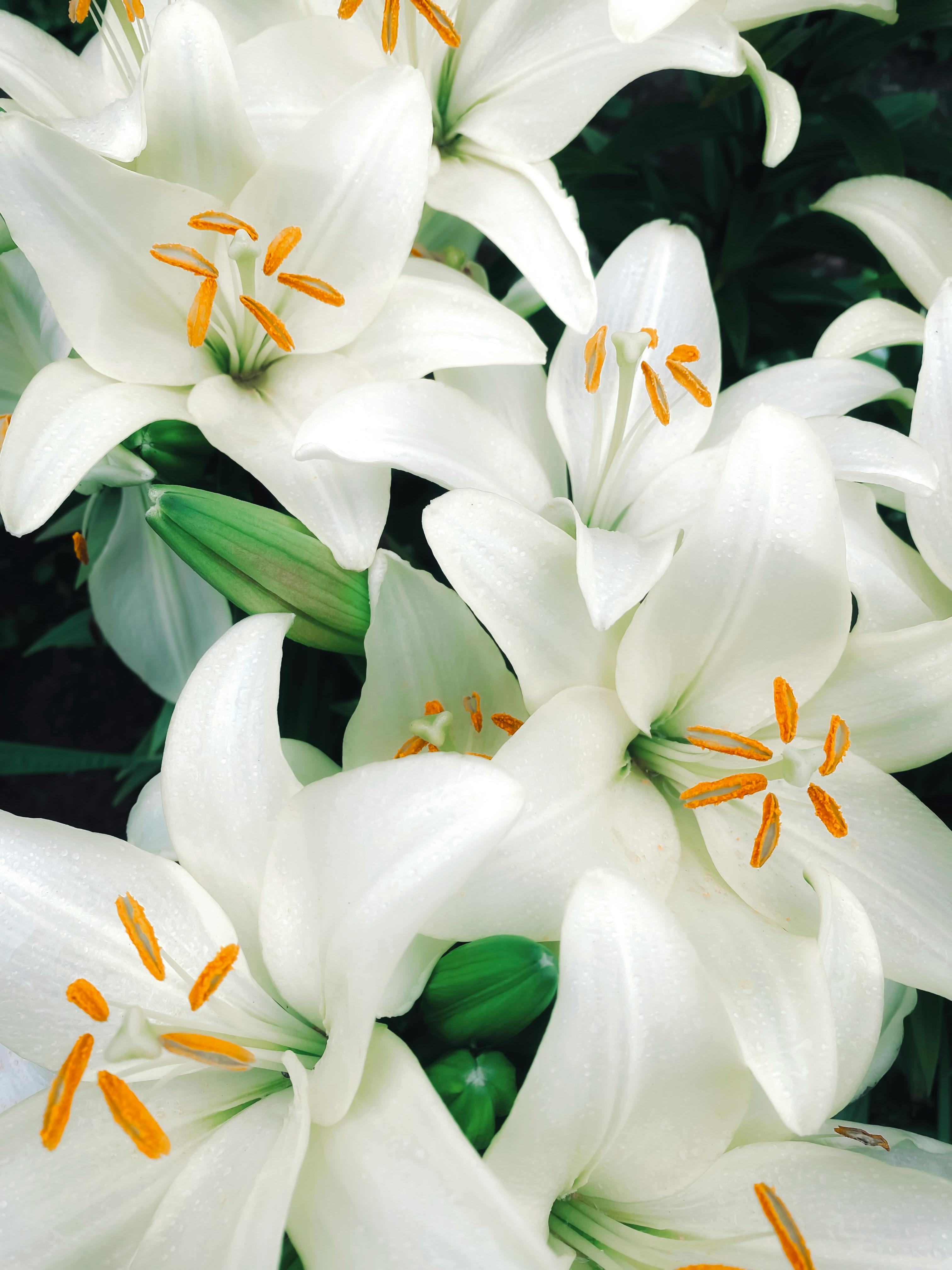 A stunning close-up of white lilies in full bloom with orange stamens, showcasing natural elegance and beauty.