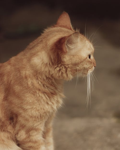 Portrait of Ginger Cat