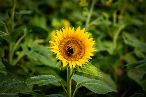 Butterfly on Sunflower