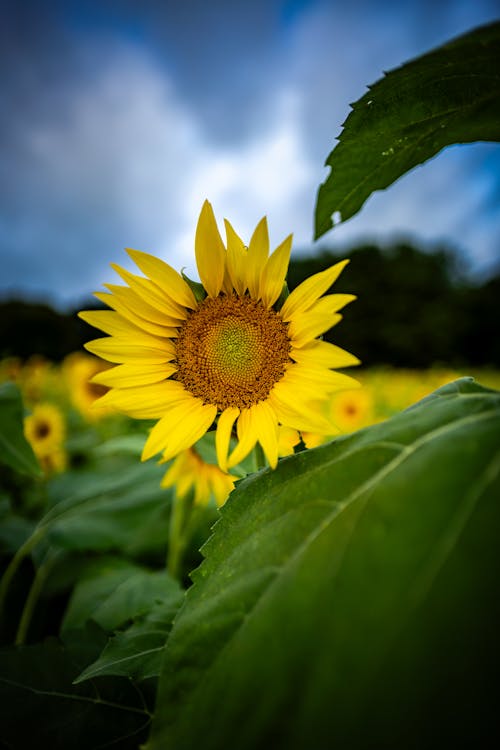 Free stock photo of agriculture, beautiful, bed of flowers