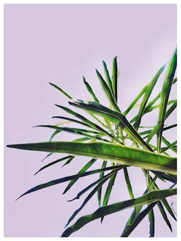 特写的绿叶背景清晰柔和，营造出清新自然的植物感