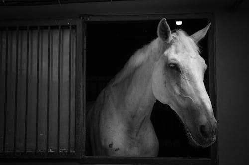 Horse in Stable Window