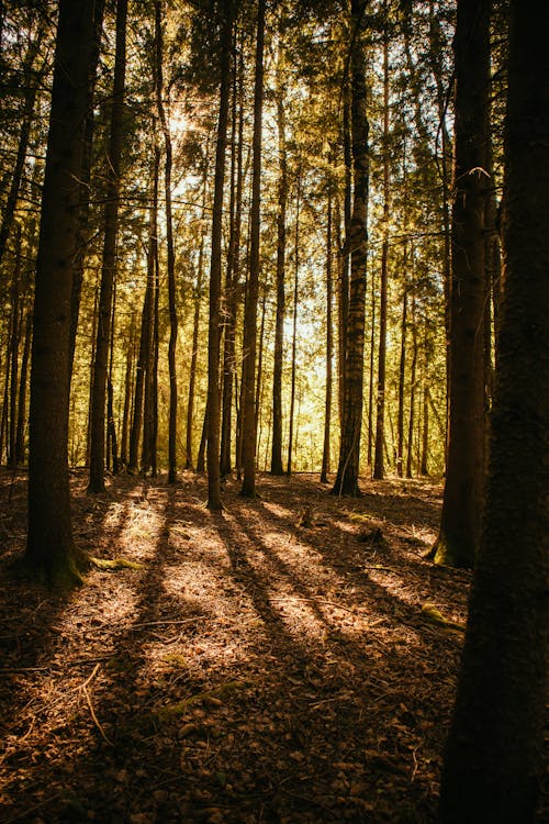 Foto stok gratis alam, dalam, hutan