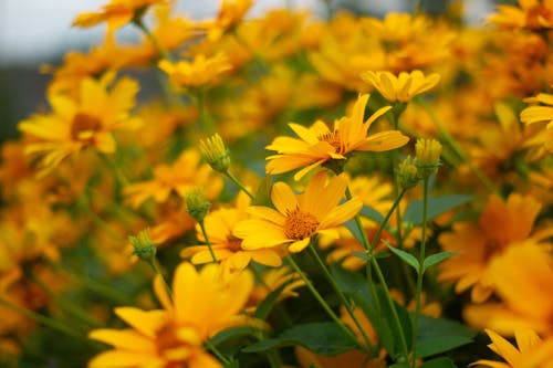 Foto stok gratis bunga aster mata lembu, bunga kuning, bunga-bunga