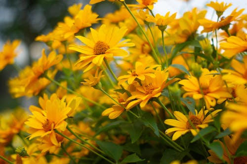 Foto stok gratis bunga kuning, bunga matahari palsu, bunga-bunga