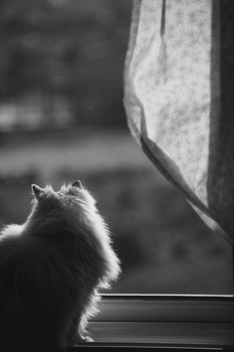 A Cat Looking Through The Window