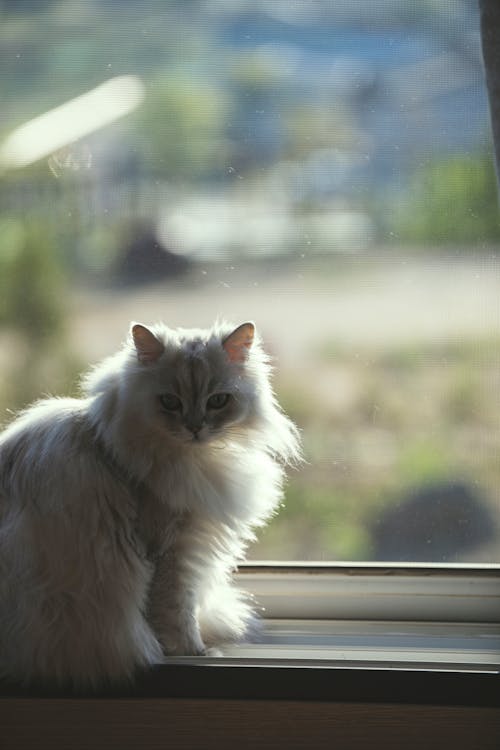 Fluffy Persian Cat Sitting on a Windowsill
