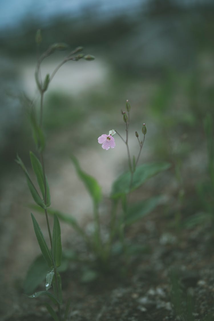 Light Purple Catchfly Flower At Dawn