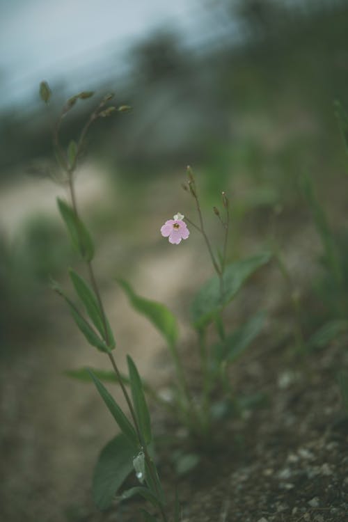 Immagine gratuita di crescita, delicato, fiore