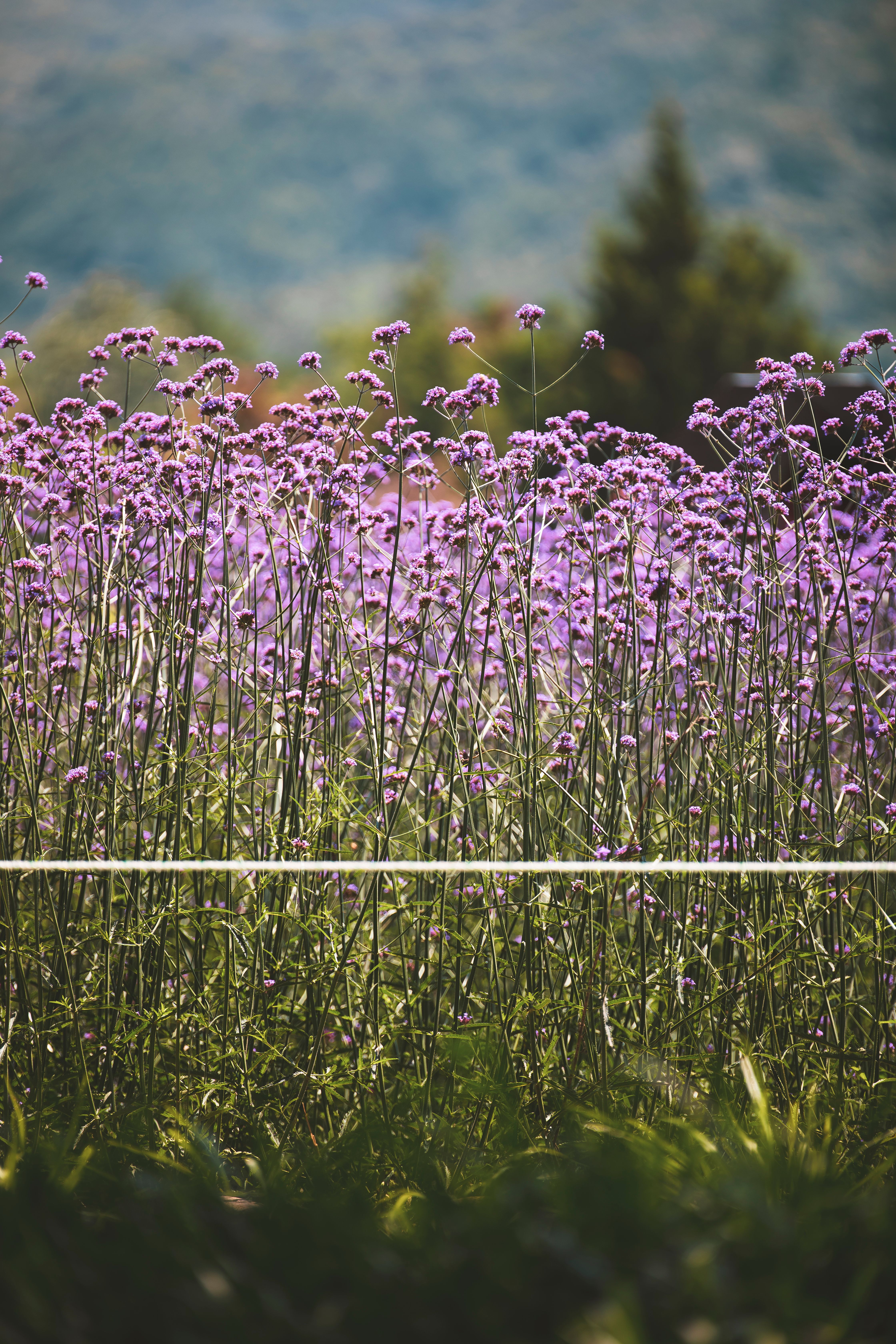Verbena