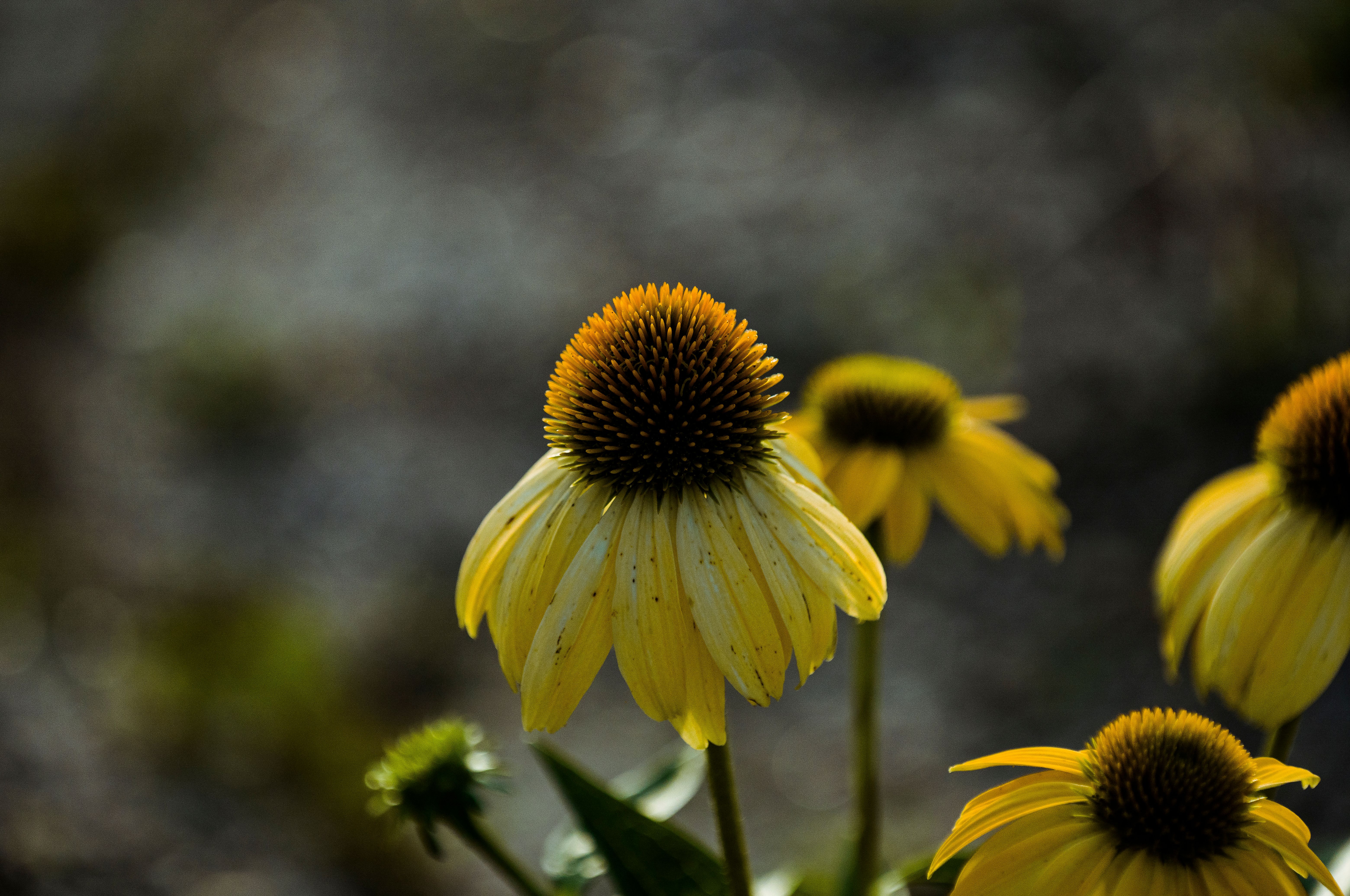 Echinacea : Bienfaits Immunité et Posologie
