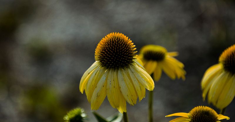 Echinacea : Bienfaits Immunité et Posologie