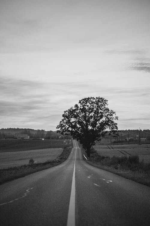 Lonely Tree by the Road Through the Countryside