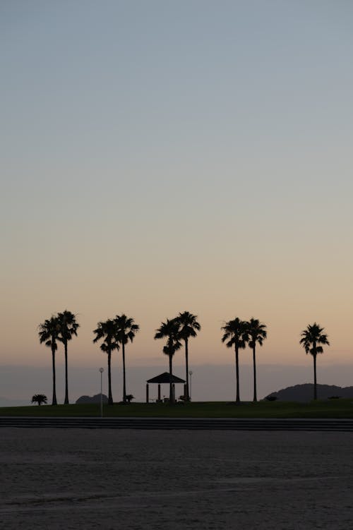 Palm Trees on Sea Shore at Sunset