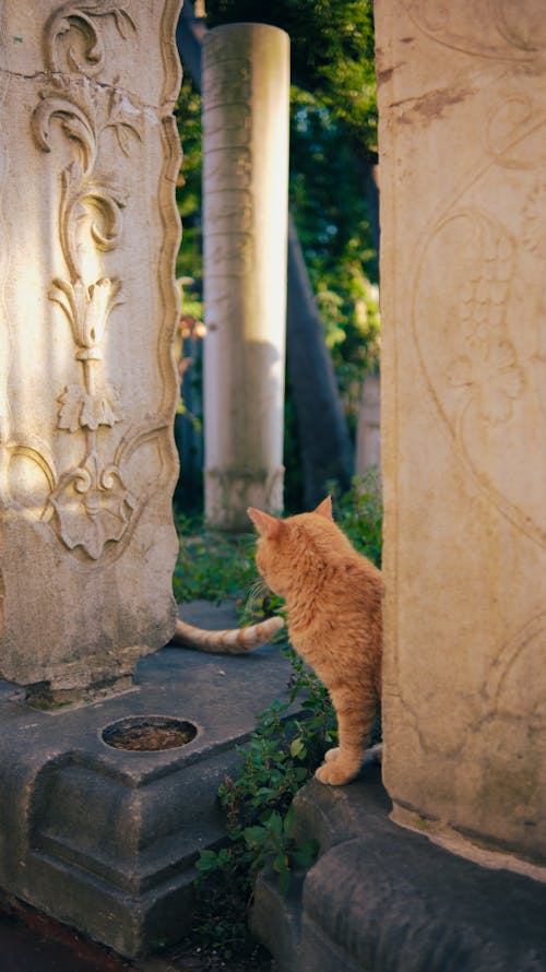 Fotos de stock gratuitas de animal, cementerio, gato anaranjado