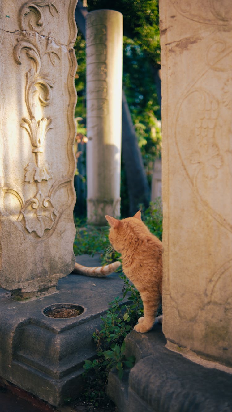 Ginger Cat At Cemetery