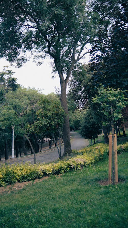 Panorama or a Hilly Park with Wide Asphalt Footpath