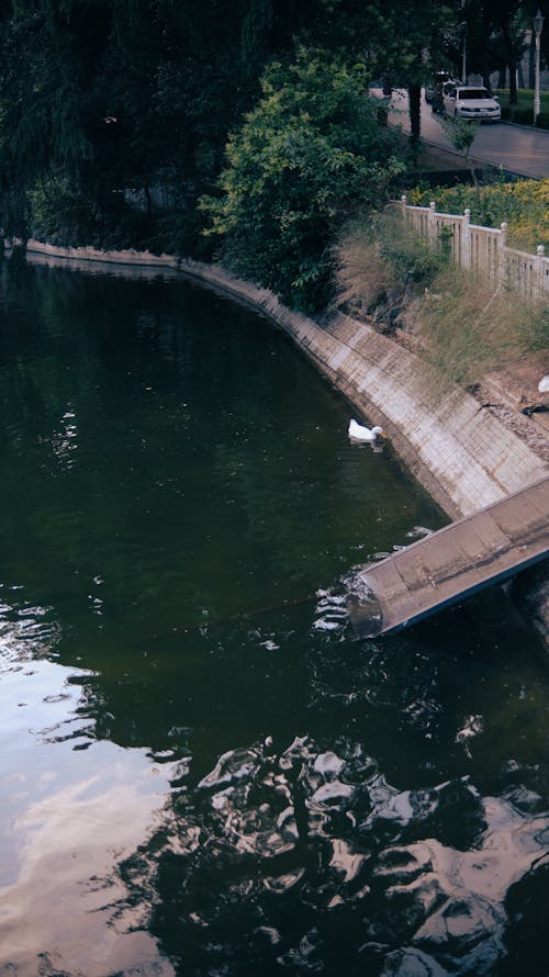 Základová fotografie zdarma na téma jezero, kachny, léto