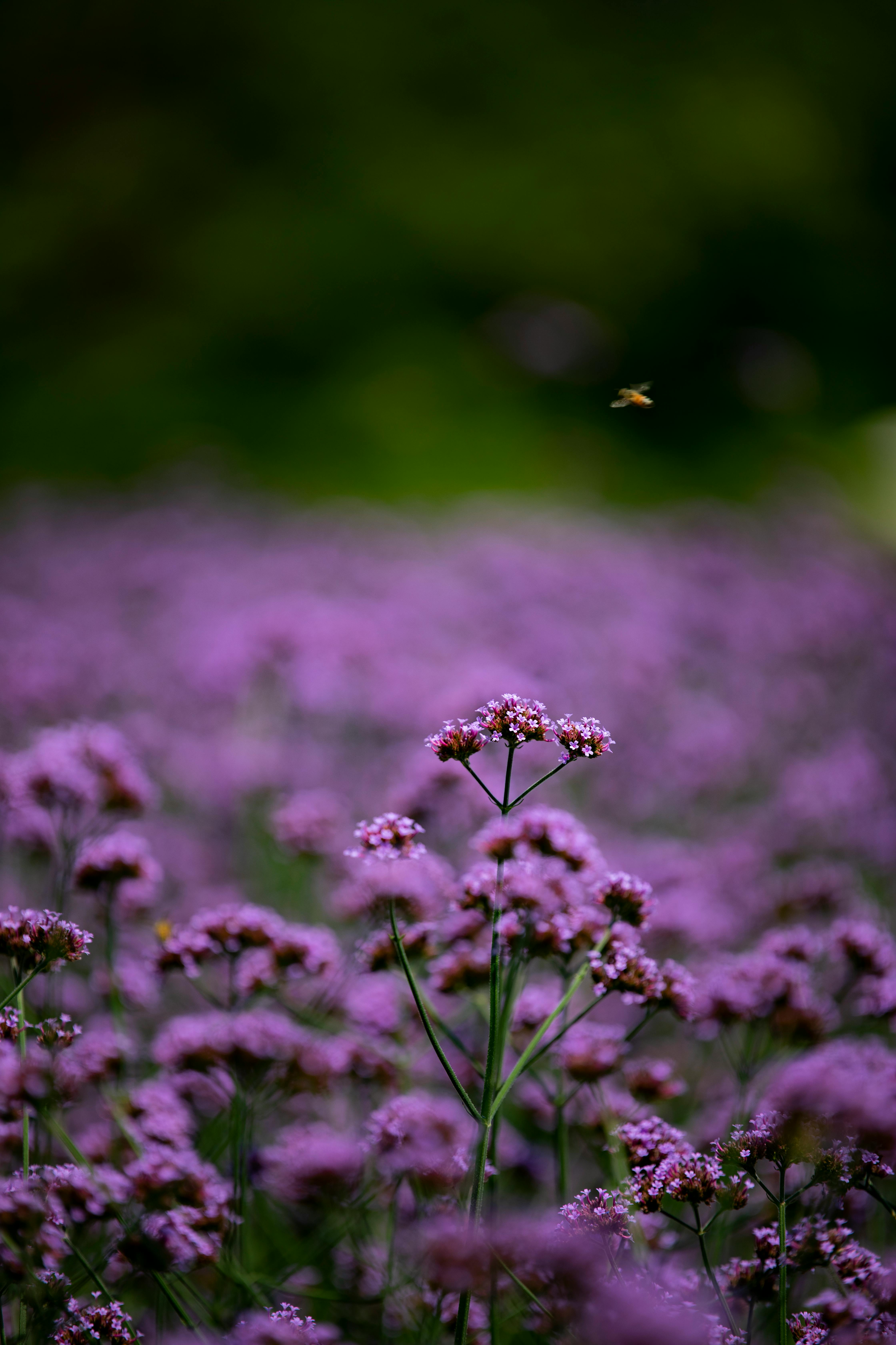 Field of Purple Flowers · Free Stock Photo, image size:4480x6720