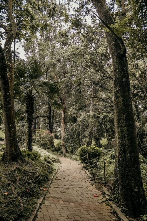 Free Scenic view of a quiet woodland pathway surrounded by lush tropical trees. Stock Photo
