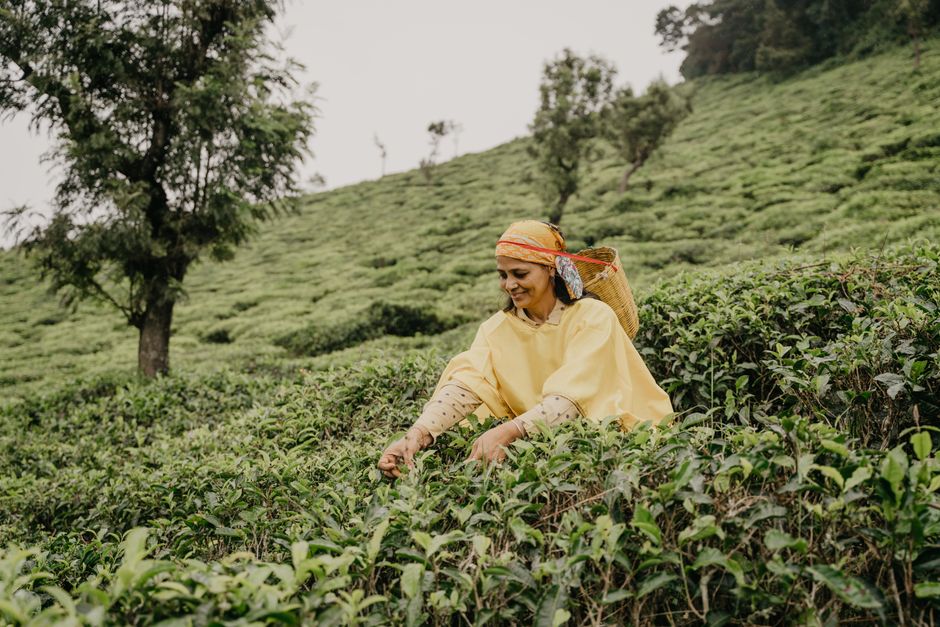 A woman working in a lush tea plantation, picking leaves on a hillside in rural countryside.