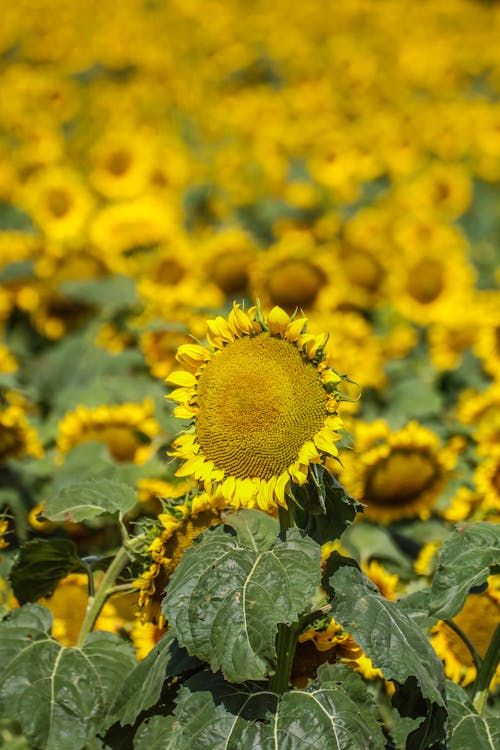 Sunflowers in Field
