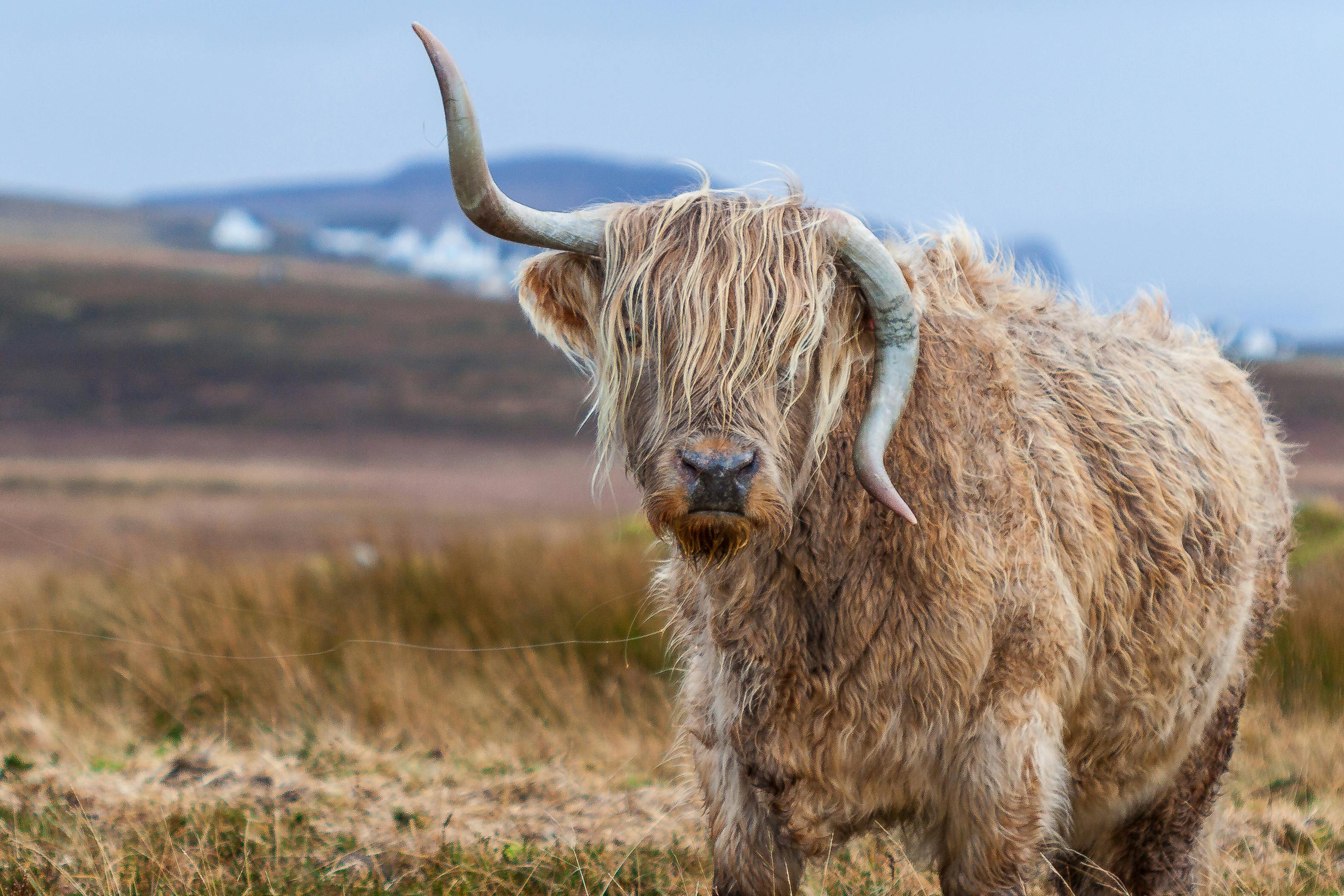 Brown Highland Cattle on Field of Grass · Free Stock Photo