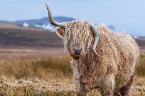 Fotografía De Tilt Shift De Brown Con Cuernos Animal De 4 Patas Durante El Día