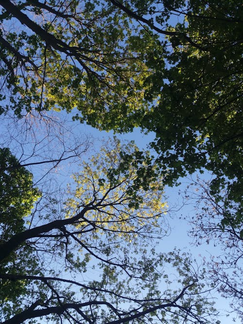 Gratis stockfoto met bladeren, blauwe lucht, bomen