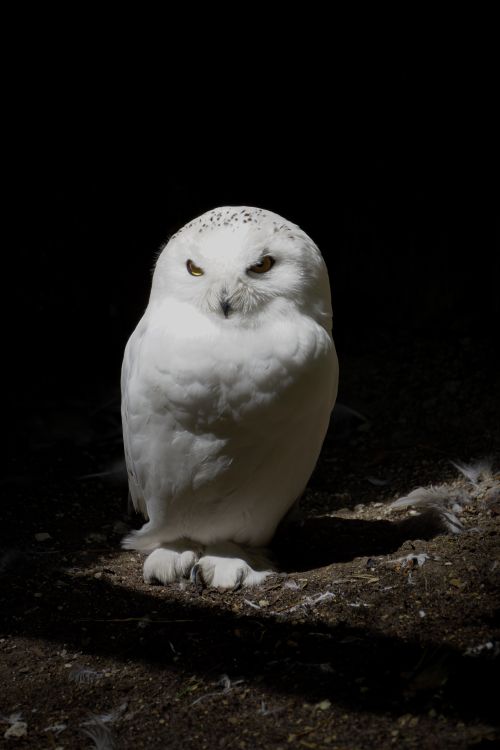 Free A stunning snowy owl stands against a black background, capturing the essence of wildlife in a dramatic setting. Stock Photo