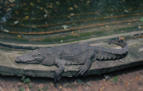 動物, 動物園, 爬蟲 的 免費圖庫相片