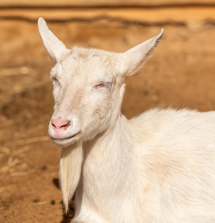 Portrait Of A Goat On A Farm