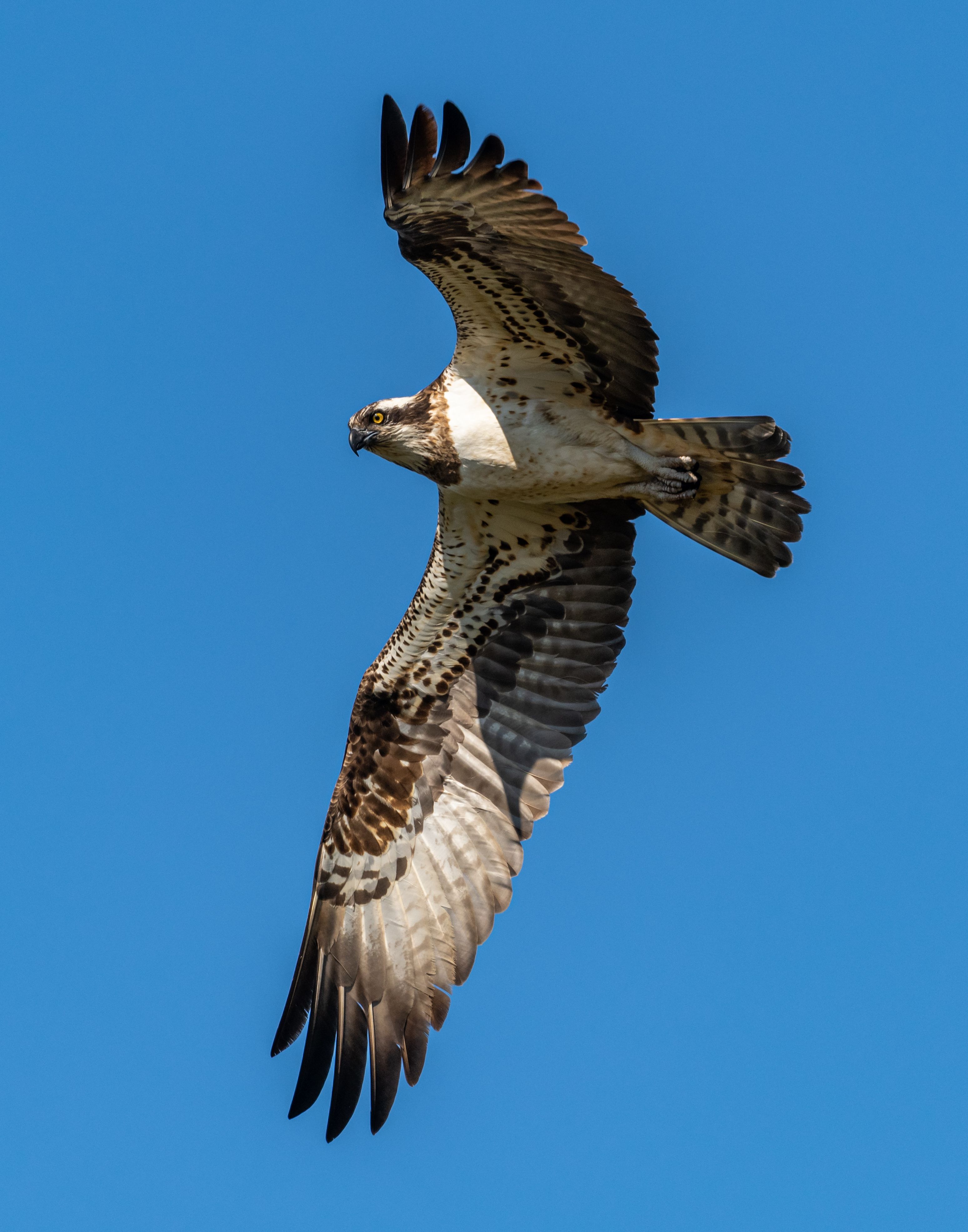 Osprey Bird Flying Under Blue Sky · Free Stock Photo